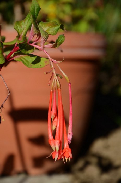 Fuchsia fulgens var. rubra grandiflora